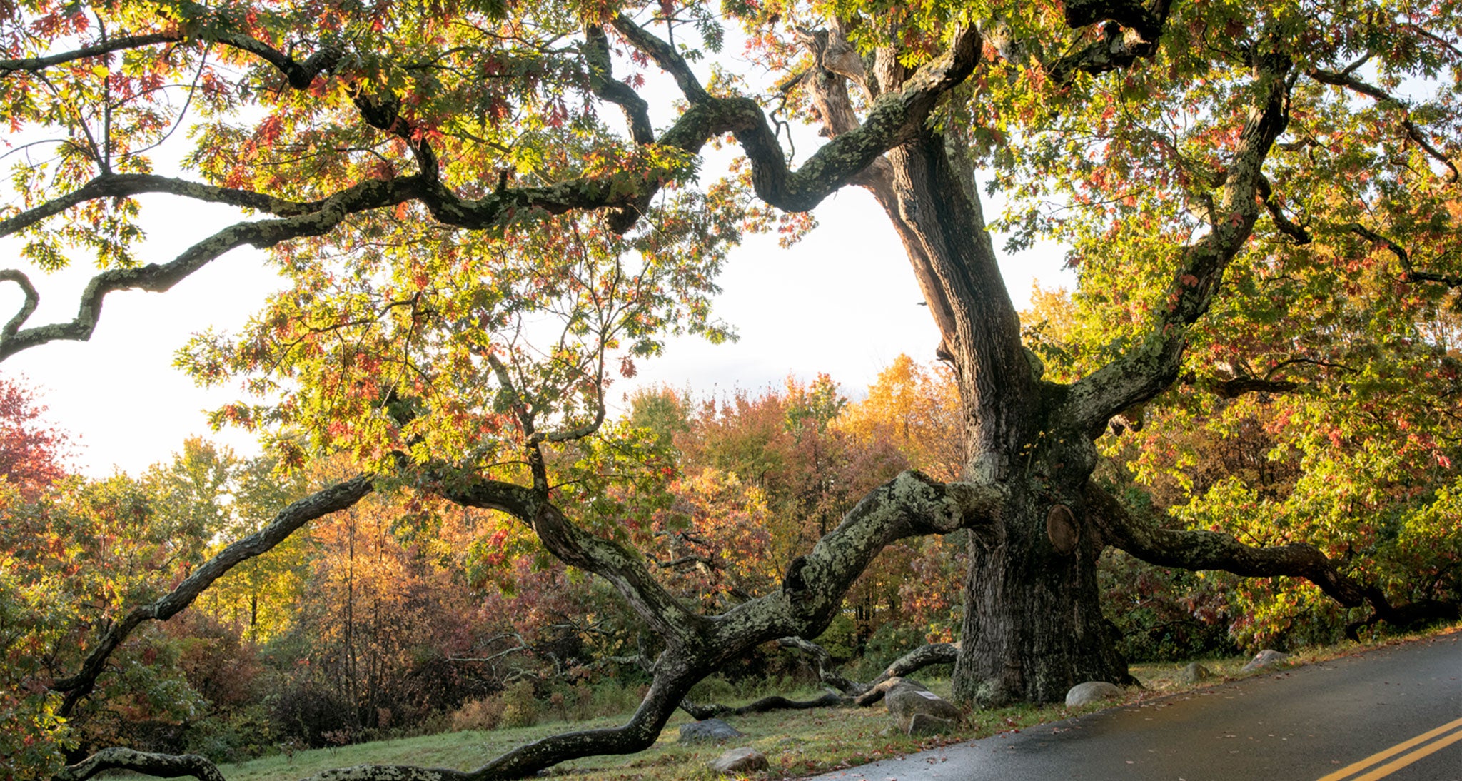 In Search of the Elders and Betters: Honoring Our Oldest Trees with Brian Kelley