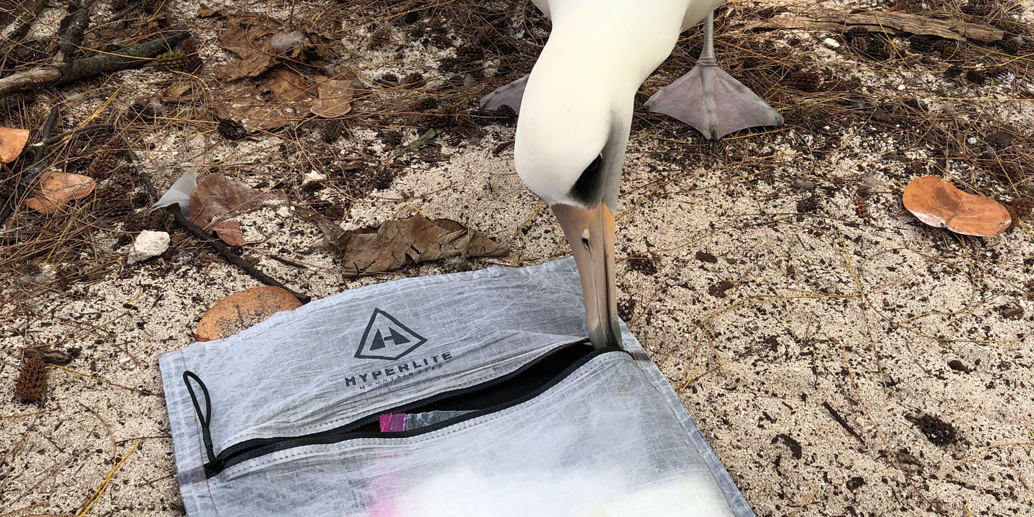A Stuff Sack Pillow, an Artist, and an Albatross Meet On Midway Atoll