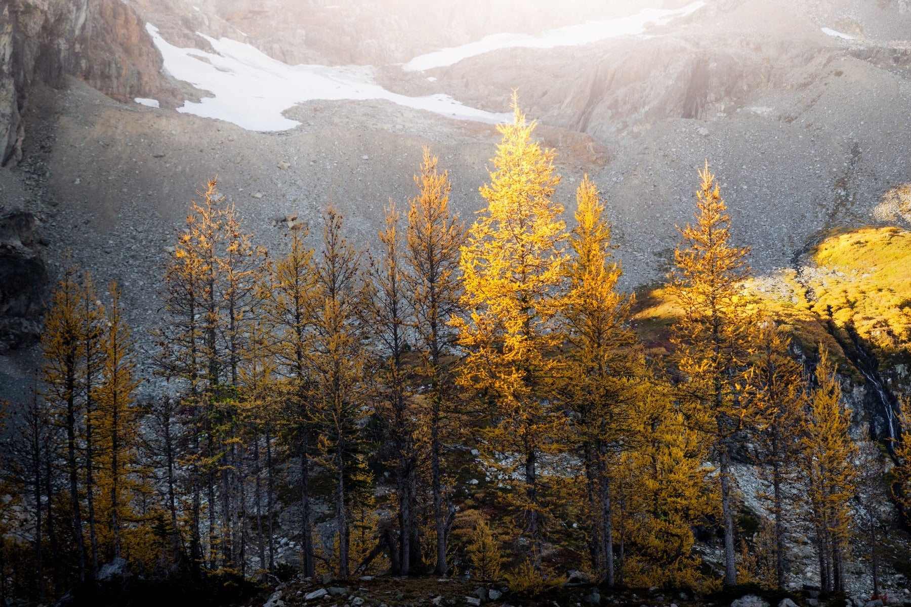 Golden yellow trees among the alpine environment