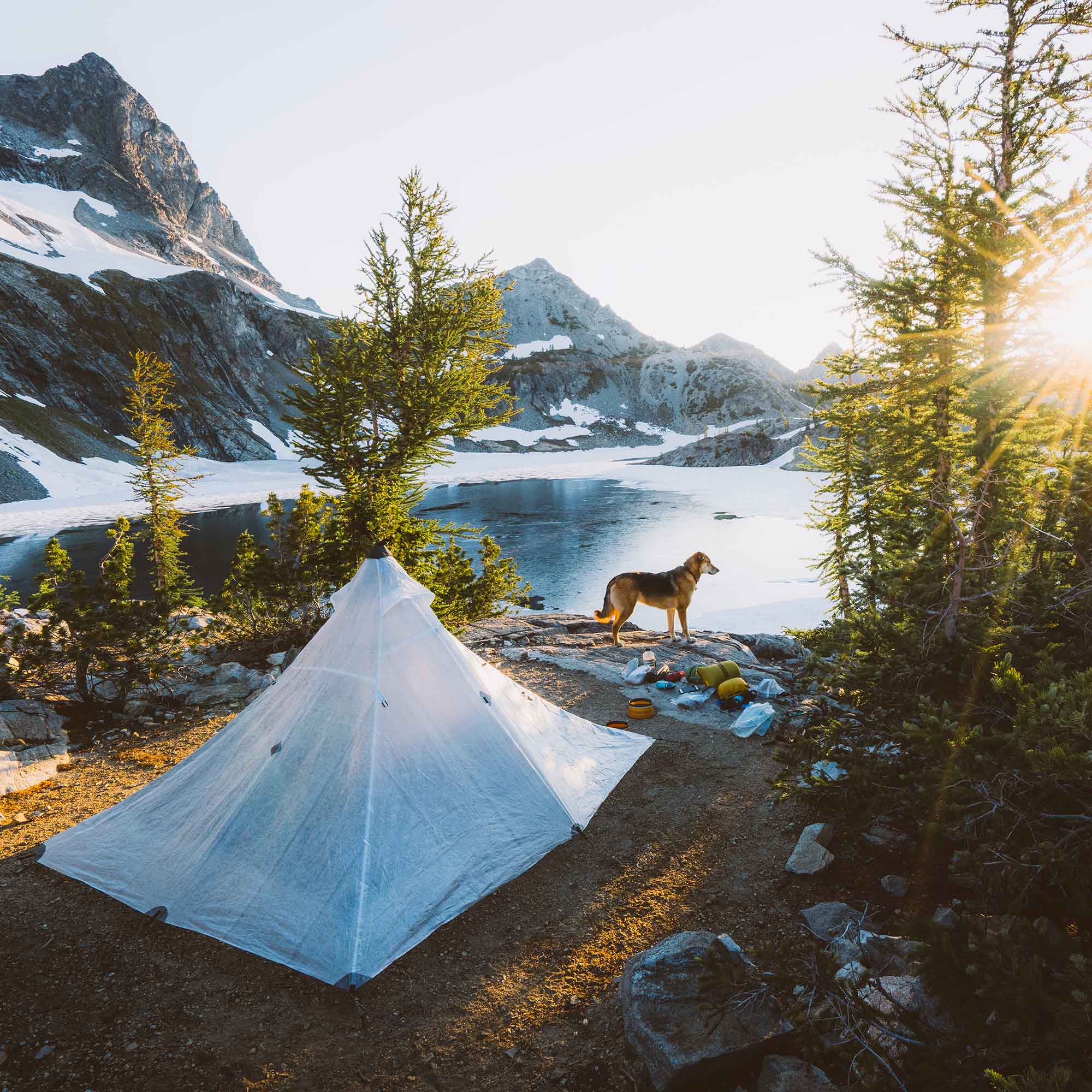 A dog is standing next to a tent near a lake.